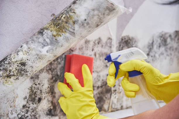 Best Air Quality Testing for Mold Spores  in Warrensville Heights, OH